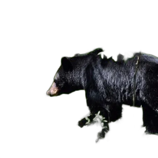 animal, creature, dragon, hair transparent PNG cut-out