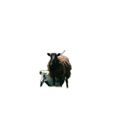 hair, animal, creature, dragon transparent PNG cut-out