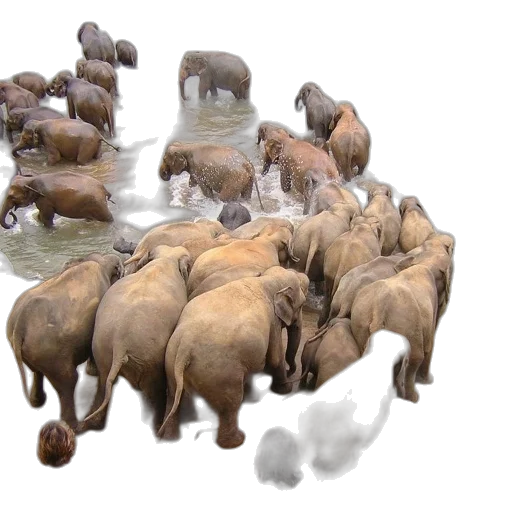 animal, 3d render, underwater, rain transparent PNG cut-out
