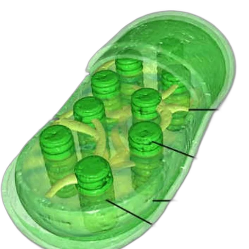 bottle, jewelry, shoes, crown transparent PNG cut-out