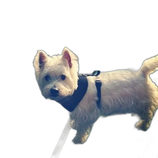 staff, animal, creature, photorealistic transparent PNG cut-out
