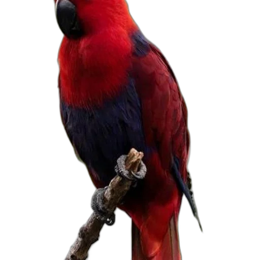 animal, staff, jewelry, creature transparent PNG cut-out