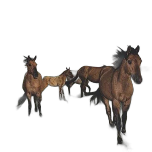 animal, creature, hair, weapon transparent PNG cut-out