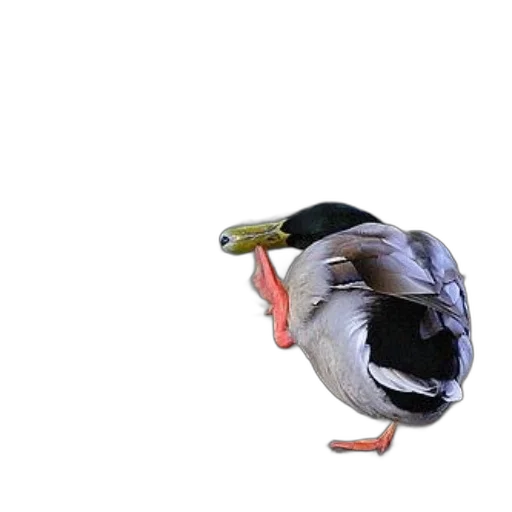 animal, creature, food, shoes transparent PNG cut-out
