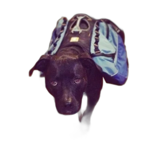 animal, staff, creature, jacket transparent PNG cut-out