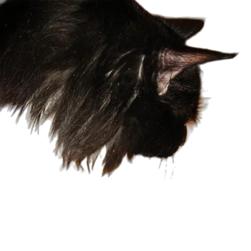 hair, animal, creature, hat transparent PNG cut-out
