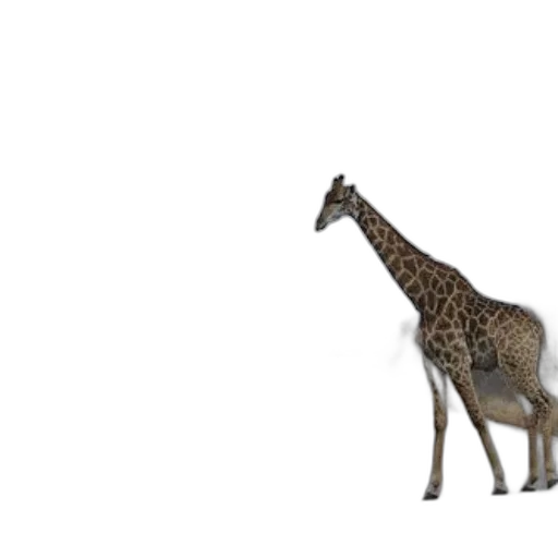animal, creature, staff, weapon transparent PNG cut-out