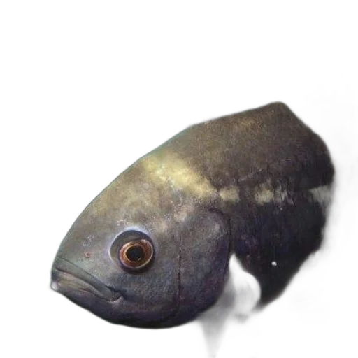 animal, staff, creature, face transparent PNG cut-out