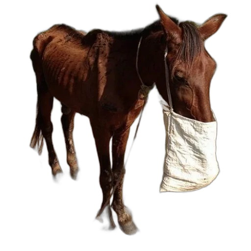 animal, jacket, hat, creature transparent PNG cut-out