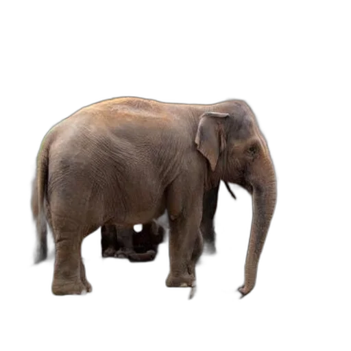 animal, creature, staff, weapon transparent PNG cut-out