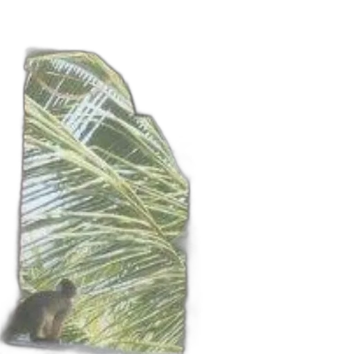 hat, bottle, crown, hair transparent PNG cut-out