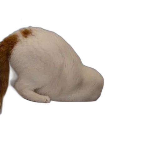 animal, hat, hair, creature transparent PNG cut-out