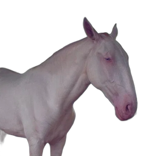 animal, creature, dragon, staff transparent PNG cut-out