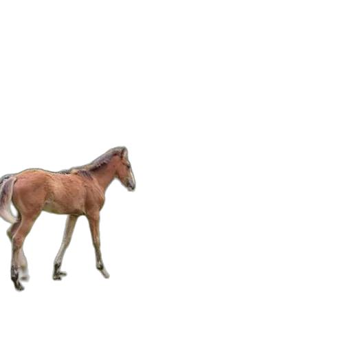 animal, creature, weapon, robot transparent PNG cut-out