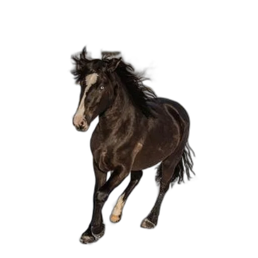 animal, hair, creature, staff transparent PNG cut-out