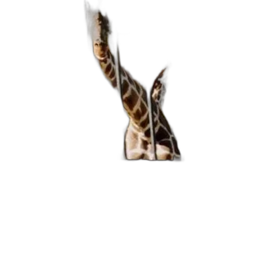 animal, staff, creature, shoes transparent PNG cut-out