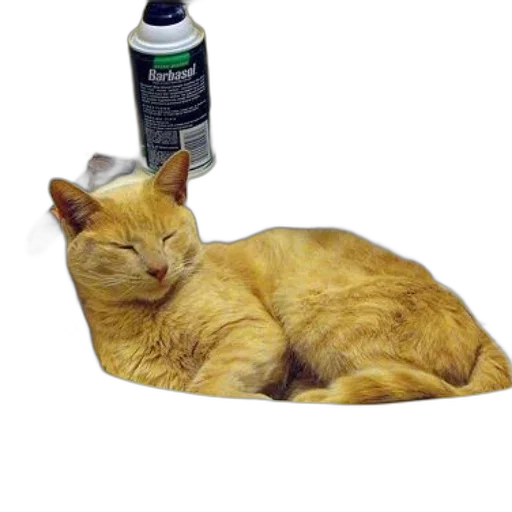 bottle, animal, staff, creature transparent PNG cut-out