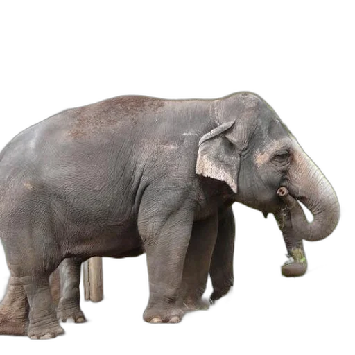 animal, creature, staff, weapon transparent PNG cut-out