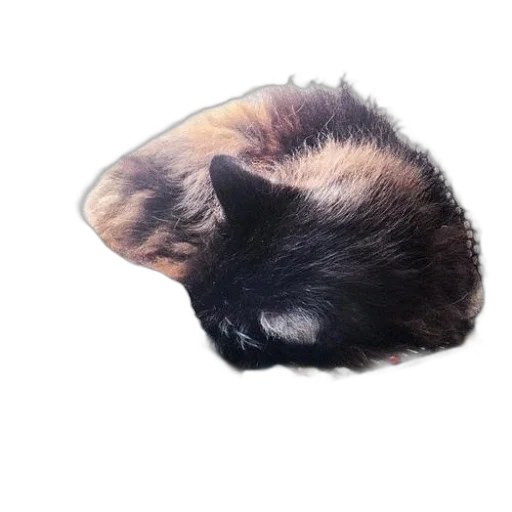 hat, animal, hair, mask transparent PNG cut-out