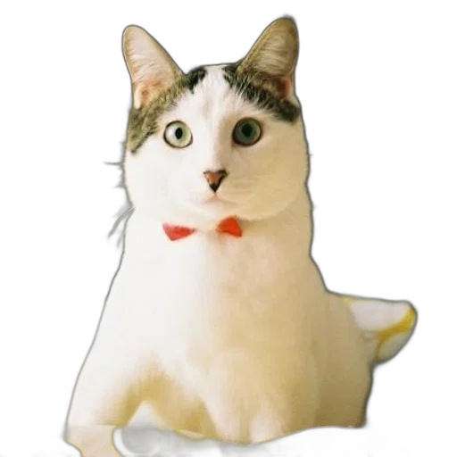 animal, staff, creature, hat transparent PNG cut-out