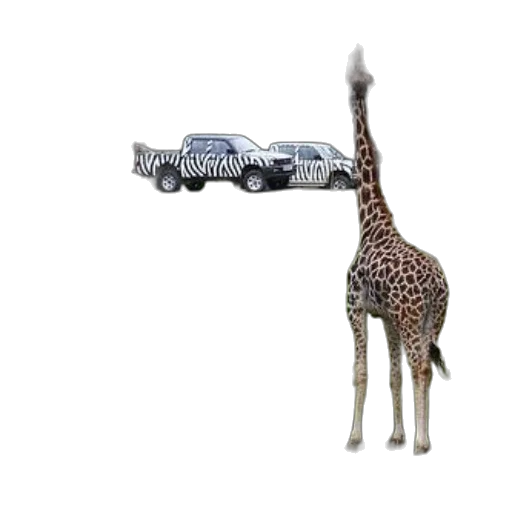 car, animal, weapon, creature transparent PNG cut-out