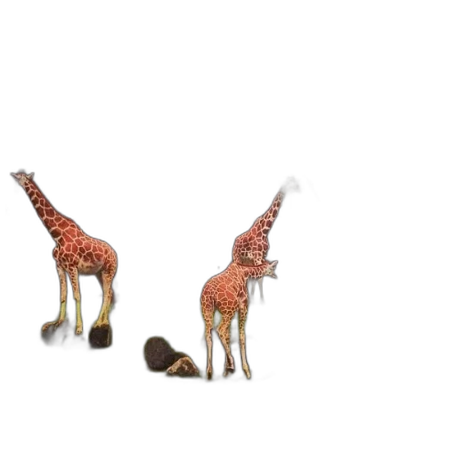animal, creature, shoes, furniture transparent PNG cut-out