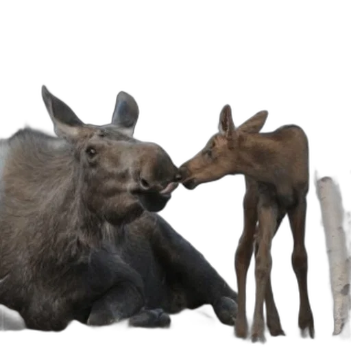 animal, moose, her, calf transparent PNG cut-out