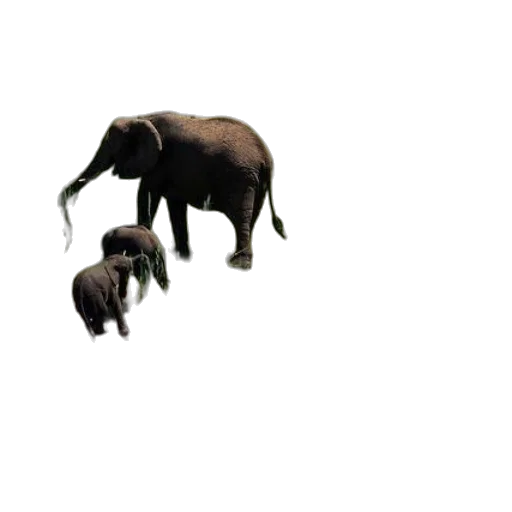 animal, creature, umbrella, hat transparent PNG cut-out