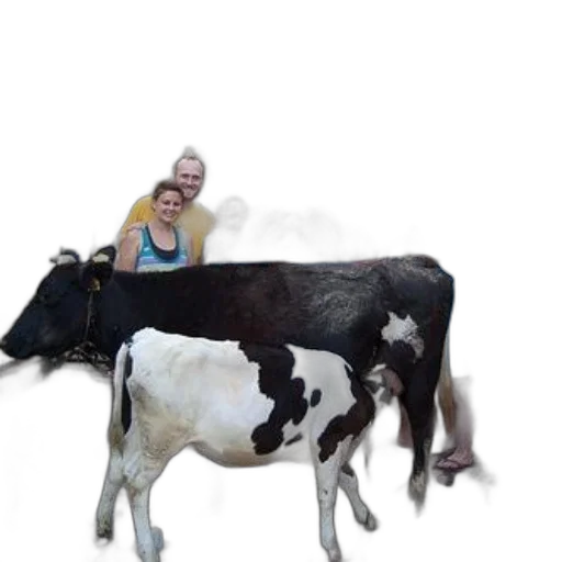 animal, creature, food, staff transparent PNG cut-out