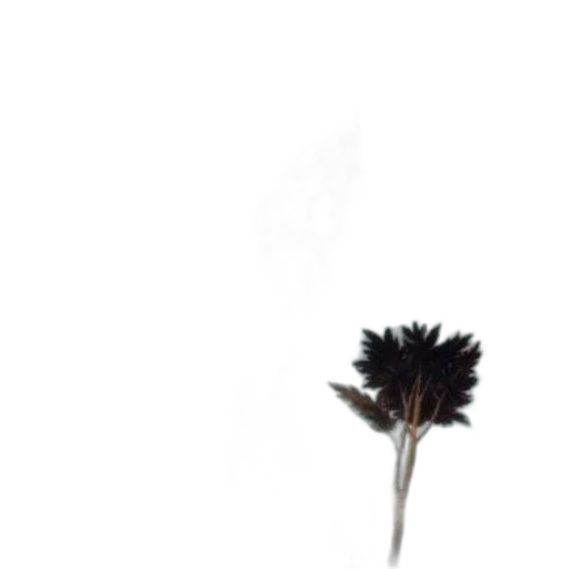 flower, hair, staff, umbrella transparent PNG cut-out