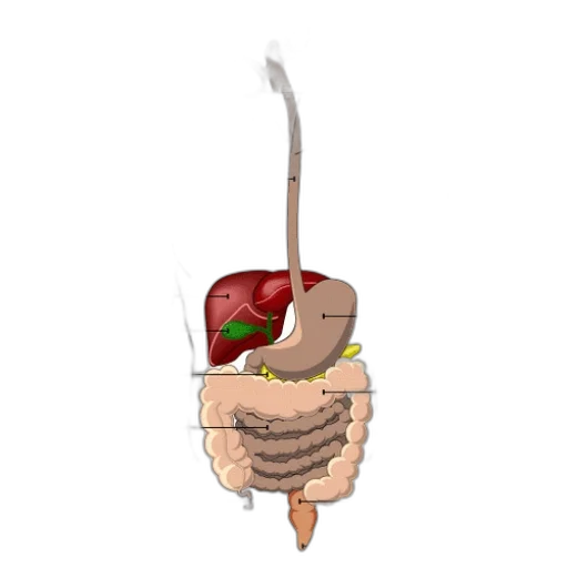 food, staff, weapon, jewelry transparent PNG cut-out