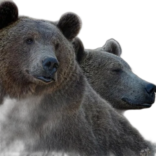 animal, creature, photorealistic, concept art transparent PNG cut-out