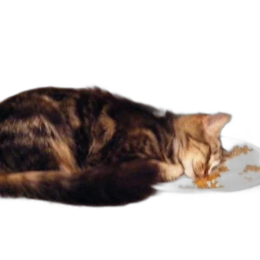 animal, staff, creature, shoes transparent PNG cut-out