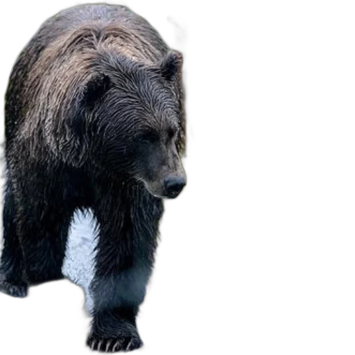 animal, creature, staff, photorealistic transparent PNG cut-out