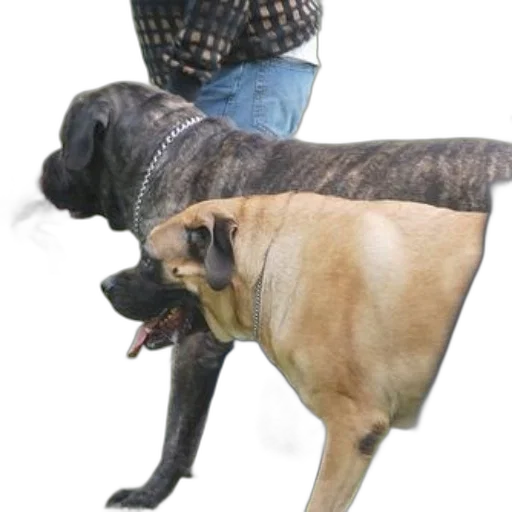 animal, creature, hat, weapon transparent PNG cut-out