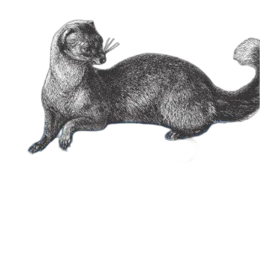 animal, creature, staff, hair transparent PNG cut-out