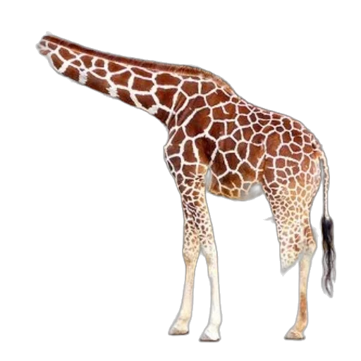 animal, creature, staff, hat transparent PNG cut-out