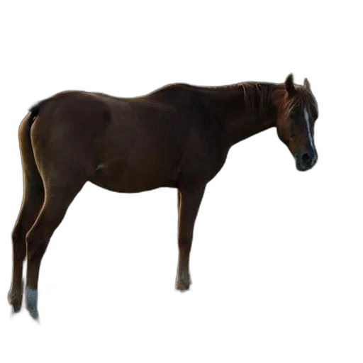 animal, staff, creature, hat transparent PNG cut-out