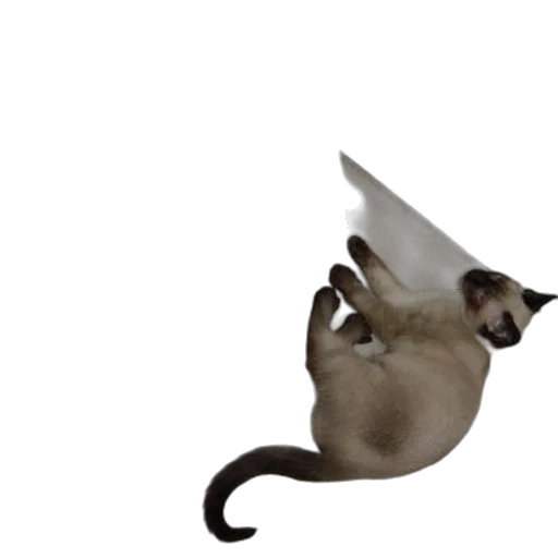 animal, staff, creature, dragon transparent PNG cut-out