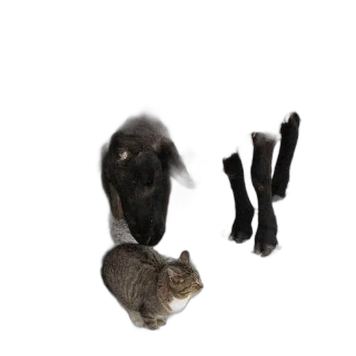 animal, shoes, staff, hair transparent PNG cut-out