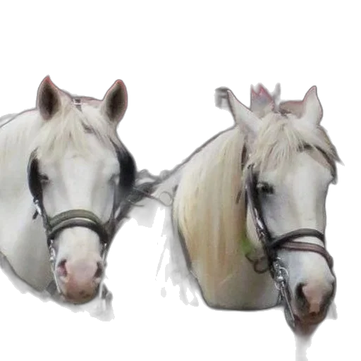 animal, crown, photorealistic, oil painting transparent PNG cut-out