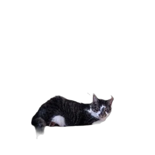 animal, creature, staff, robot transparent PNG cut-out