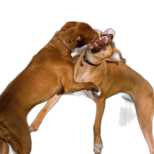 animal, photorealistic, two, dogs transparent PNG cut-out