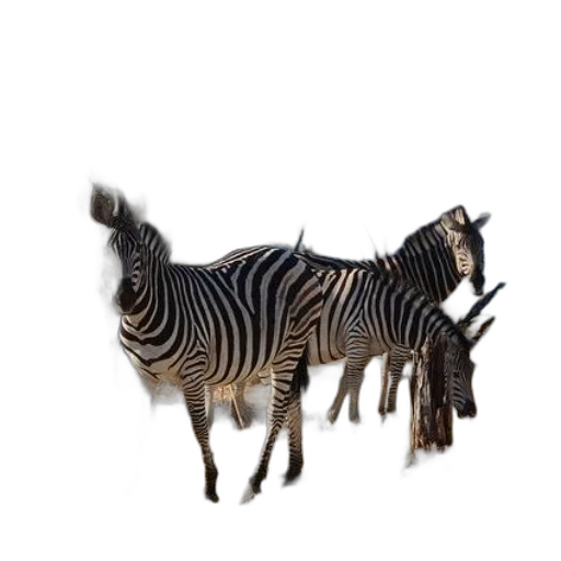 animal, creature, jewelry, furniture transparent PNG cut-out