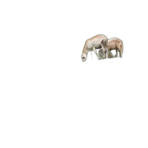 animal, creature, furniture, weapon transparent PNG cut-out