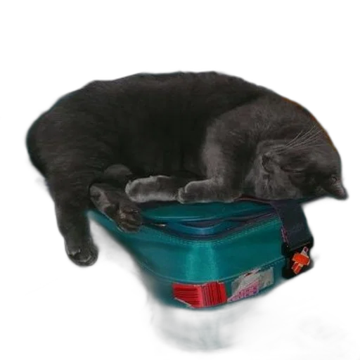 furniture, hat, animal, grey transparent PNG cut-out