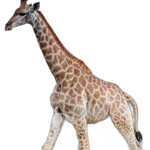 animal, creature, staff, weapon transparent PNG cut-out