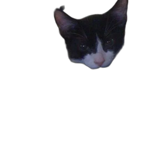 animal, face, creature, hat transparent PNG cut-out