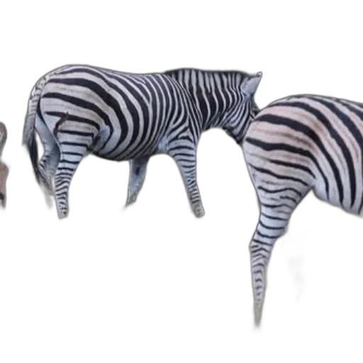 animal, furniture, creature, shoes transparent PNG cut-out