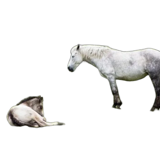 animal, creature, food, hair transparent PNG cut-out